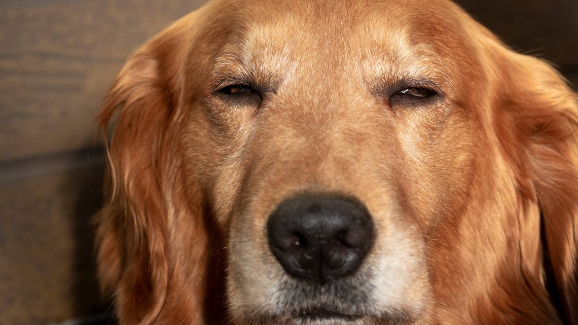 Golden Retriever Goes Full 'Sleepy Boy Mode' After Fun Day at the Beach 