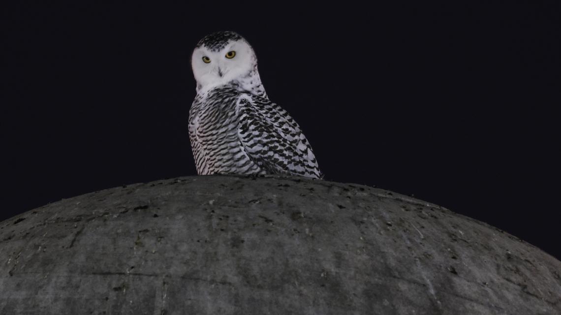 U.N. Adds 40+ Species to Protection List, Including the Snowy Owl 
