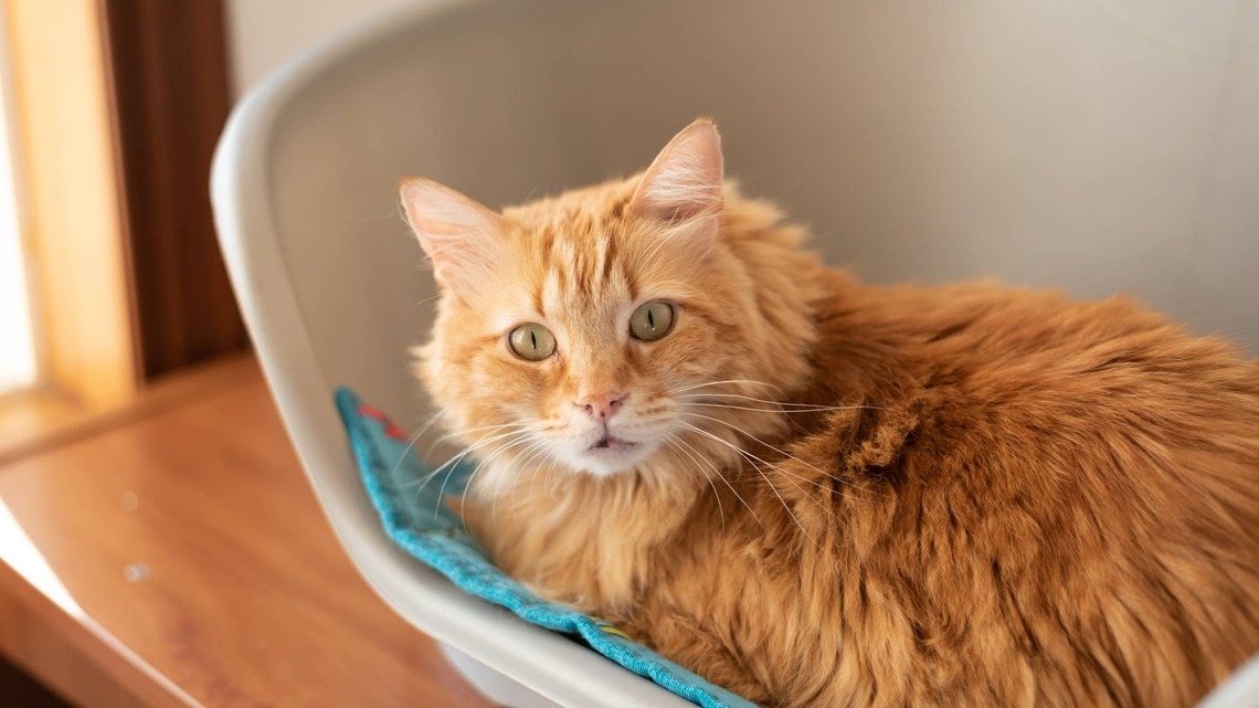 Skin-and-Bones Senior Cat Abandoned in a Carrier Chats Up Every Person She Meets Like She Is Making Up for Lost Time 