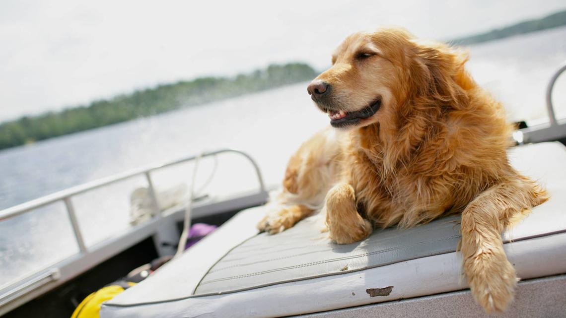 This Golden Retriever Is Living Her Best Life on a Boat Day With Mom 