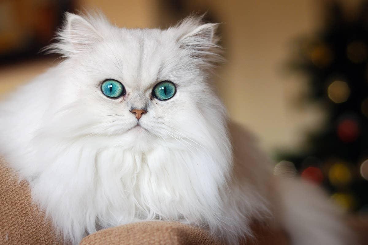  These fluffy cats can be hard to care for.
