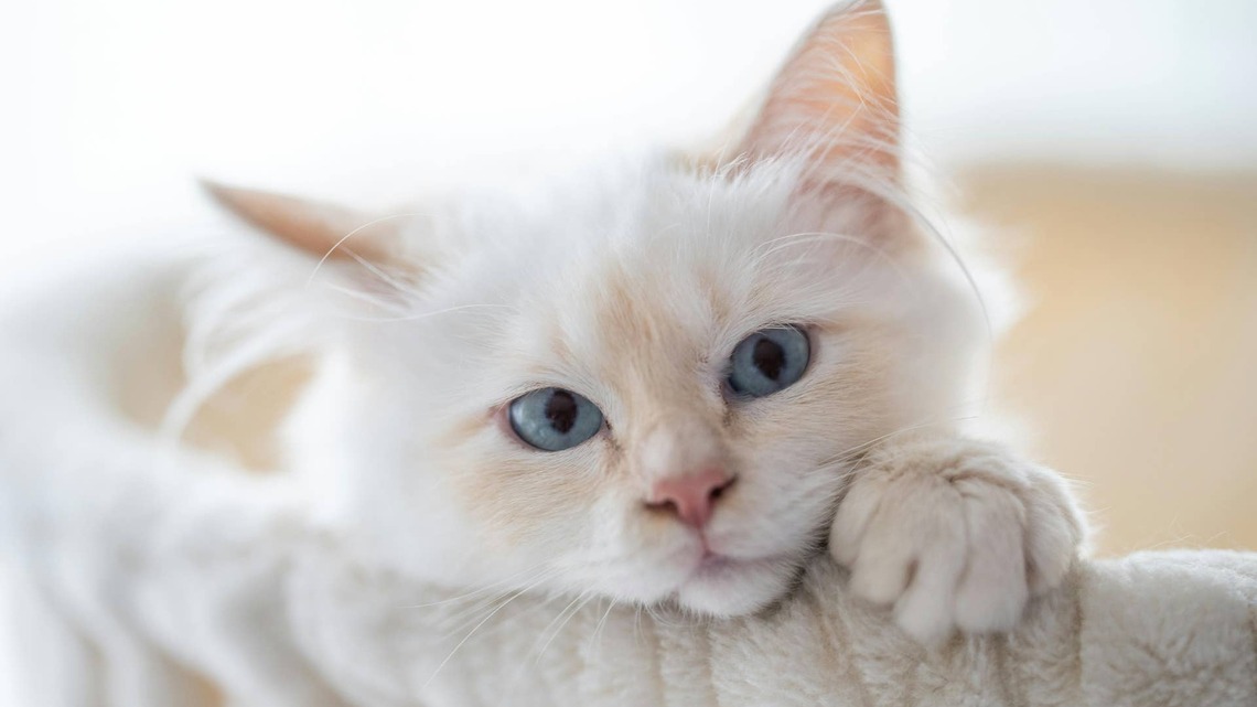 White Siberian Cat Starts Every Morning by Turning Dad Into His Personal Cat Tree 