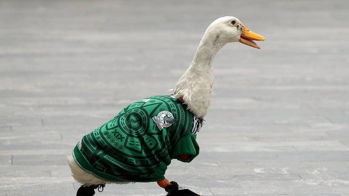  Merlin the Duck has a clear preference for one of the co-hosts. | Luke Hales/Getty Images 