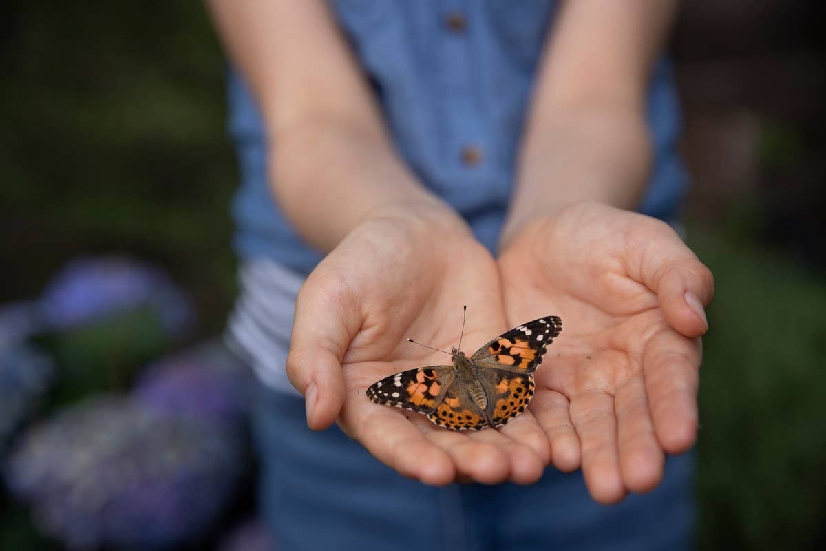  A butterfly landing nearby-or on you-is often interpreted as a symbolic reassurance.