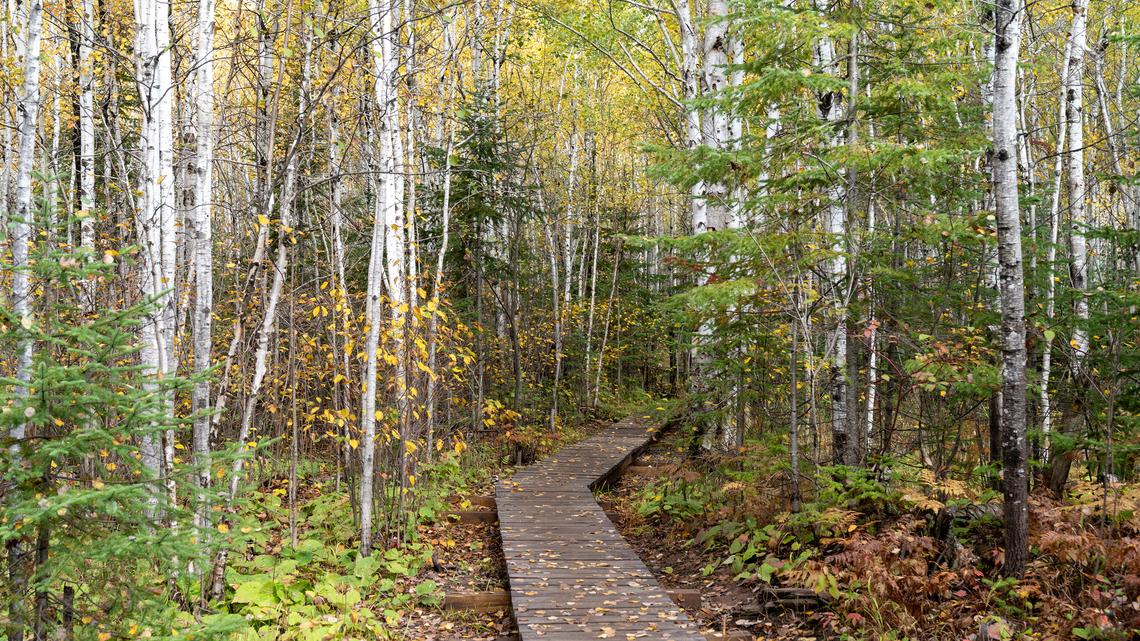 A boardwalk hiking trail along the Bean and Bear Lakes Superior Hiking Trail in Minnesota. (Mkopka/Dreamstime/TNS)