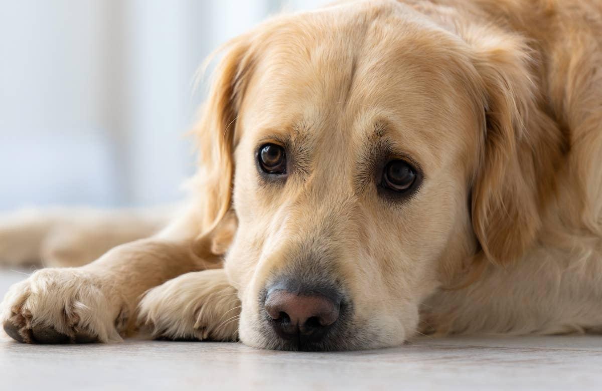  A sad Golden Retriever lying on the floor.