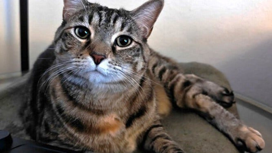 Are these the purr-fect pets? | Opinion 