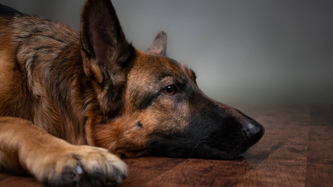 German Shepherd's Sudden Health Decline Carries a Warning Every Dog Parent Should Hear 