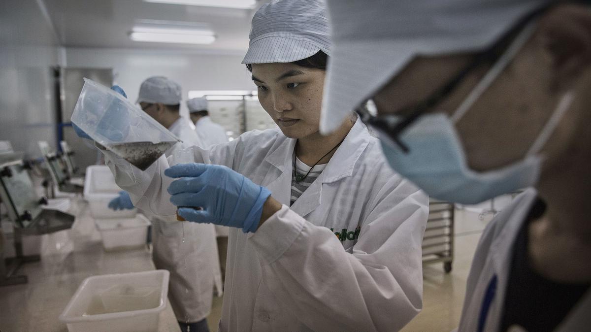 Chinese lab technicians prepare mosquito pupa in the Mass Production Facility at the Sun Yat-Sen University-Michigan University Joint Center of Vector Control for Tropical Disease on June 21, 2016, in Guangzhou, China. (Kevin Frayer/Getty Images/TNS)