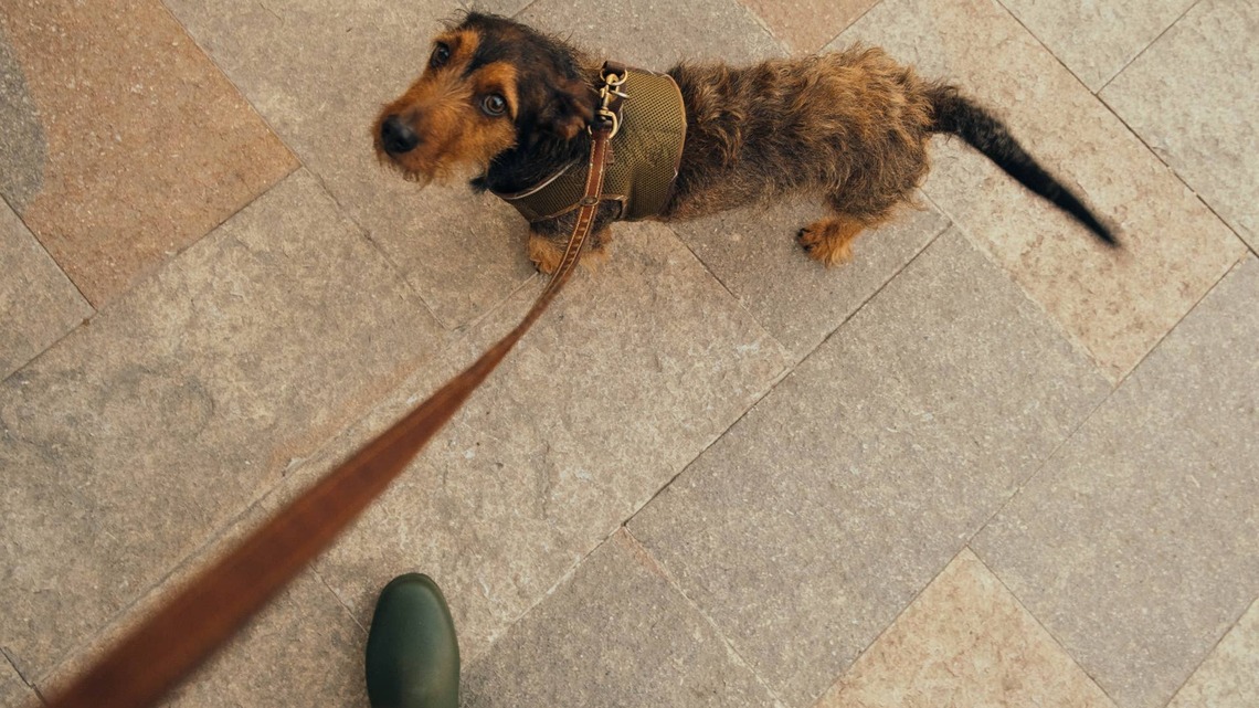 Dachshund Makes It Very Clear He's Not Happy About Early Morning Walks 