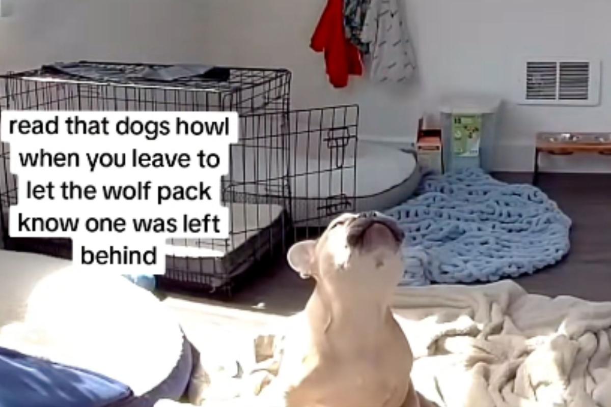  Screenshot from a TikTok video of a French bulldog howling the first few minutes after his owner left him home alone. 