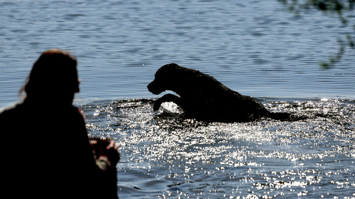 Pets can get sunburn too. How to protect them when the weather is hot 