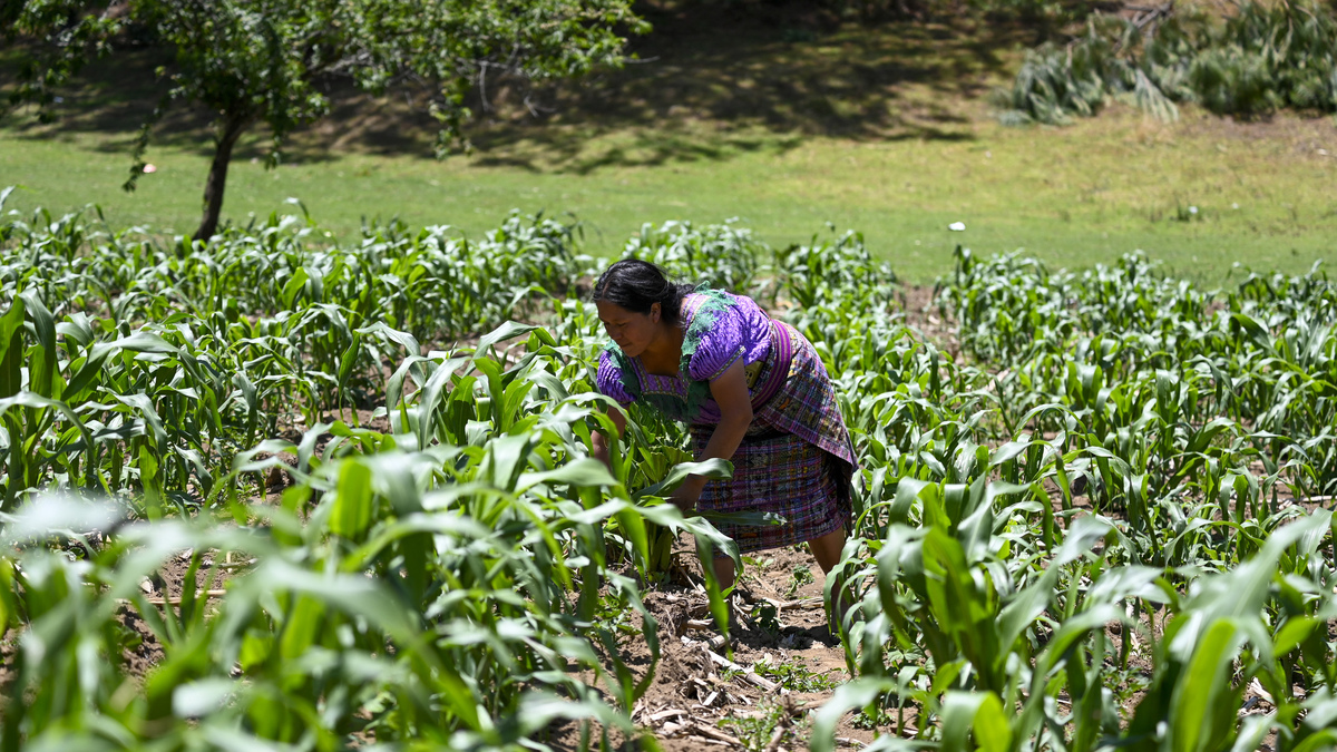 GUATEMALA-CLIMATE-DROUGHT-INDIGENOUS-CROPS. Indigenous woman Cecilia Pasa, 38, works on her drought-affected corn plantation in the Xetzac community of Cunen, Guatemala, on May 27, 2026.