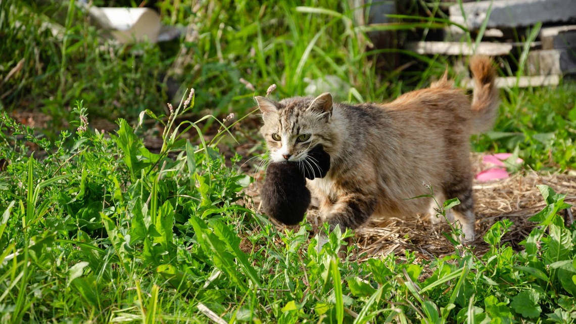 Feral Cat Moved Her Kittens Into a Stranger's Yard-and the Resident Cat Had a Lot To Do With It 