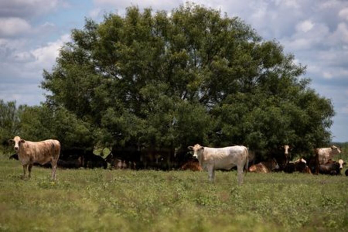 A herd of cattle find shade under a tree in a pasture, a day after the U.S. Department of Agriculture confirmed that New World screwworm was detected in a Texas calf, in La Pryor, Texas, U.S. June 4, 2026.  REUTERS/Kaylee Greenlee