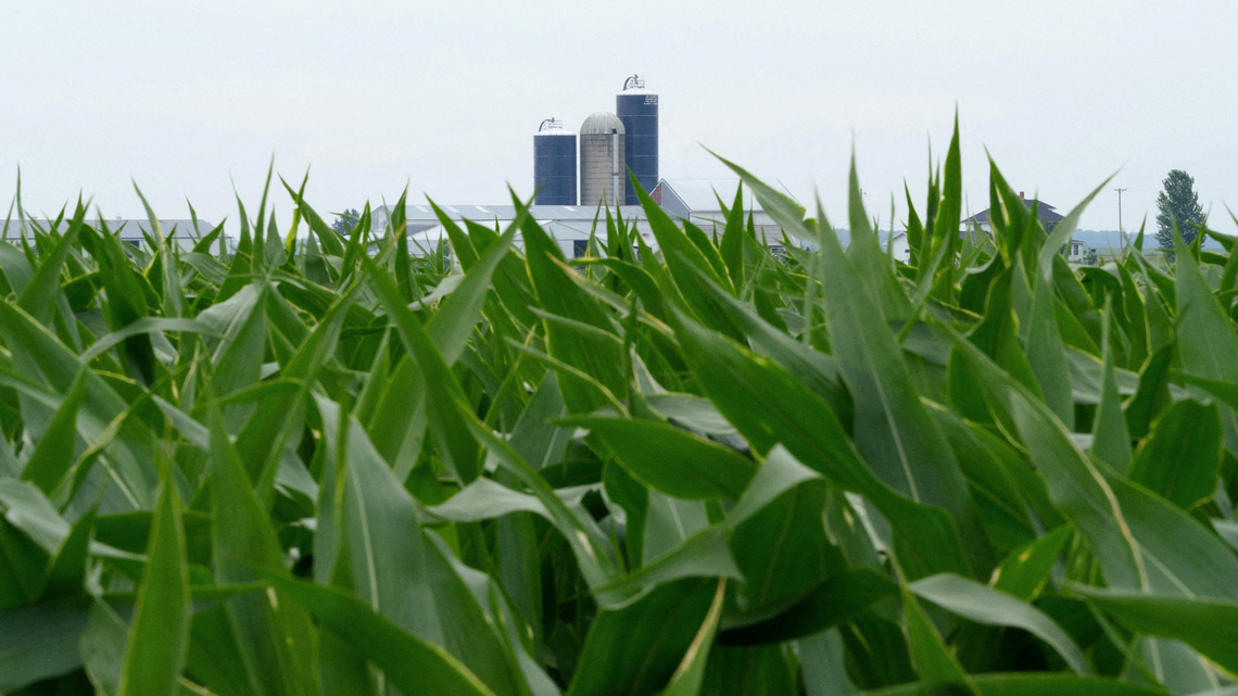Bigger US corn stocks fuel doubts about USDA livestock feeding data