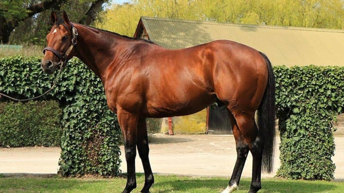 Sir Prancealot Moves To Eclipse Thoroughbred Farm In California For 2027 