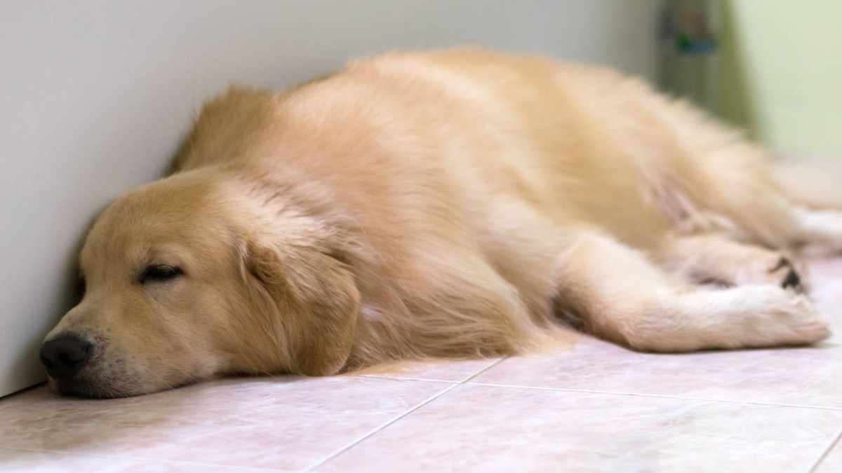 sleeping golden retriever. 