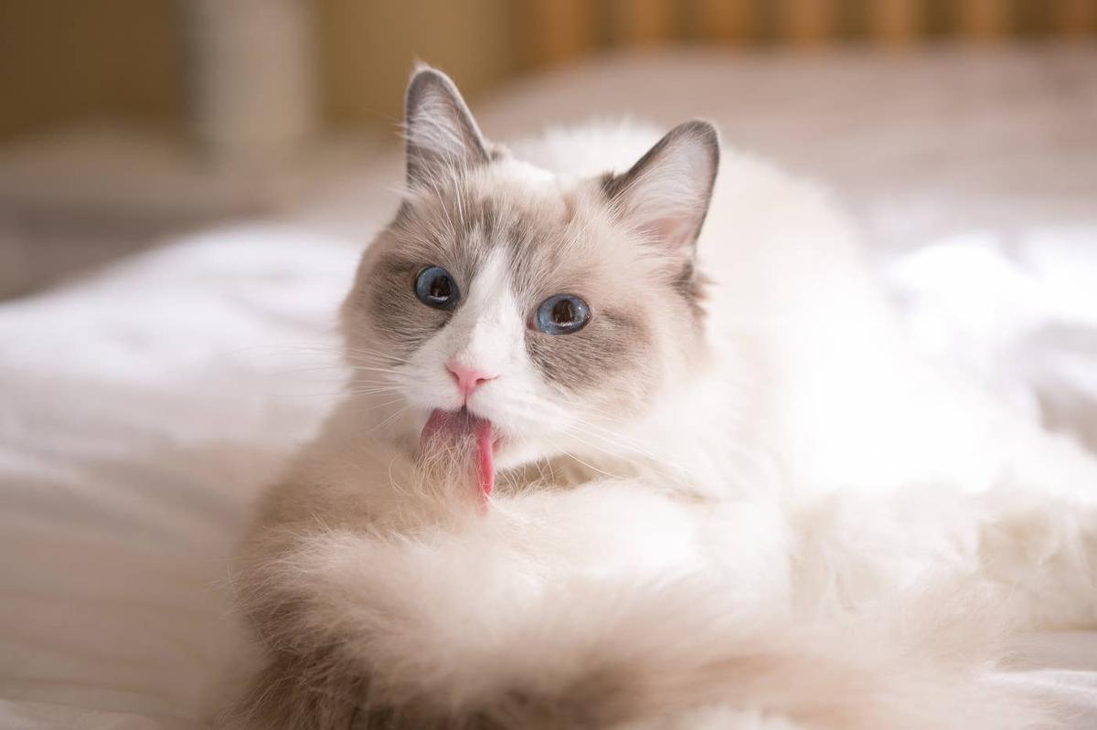  Ragdoll cat grooming themselves.