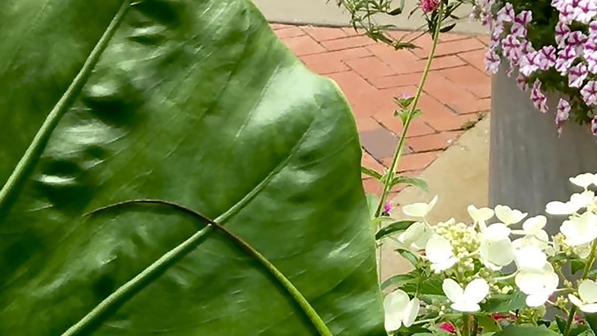 On Gardening: Emerald Isle is a new drama queen for the garden