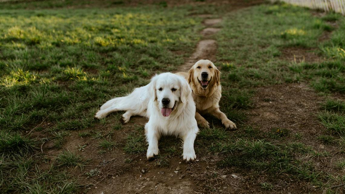 The 9 Most Toxic Outdoor Plants for Dogs (That Might Be in Your Yard Right Now) 