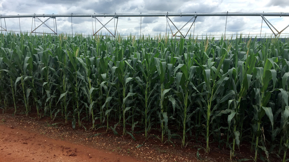 Conab revisa al alza previsión de cosecha de cereales para 2025/26 y mejora perspectivas para el maíz en Brasil 