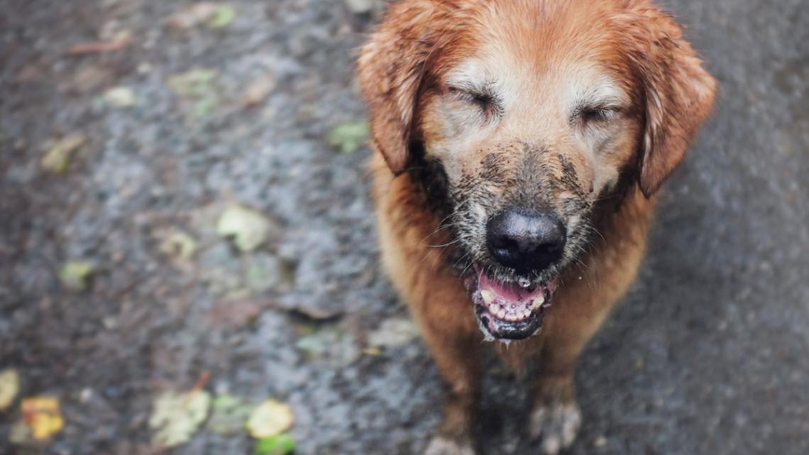 Mom Leaves ‘Teenage' Golden Retriever Puppy Alone for 2 Minutes and Total Chaos Ensues 