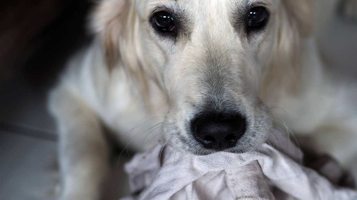 Golden Retriever Brings 'Gifts' To Comfort Crying Foster Puppies Like the Best Little Caregiver 