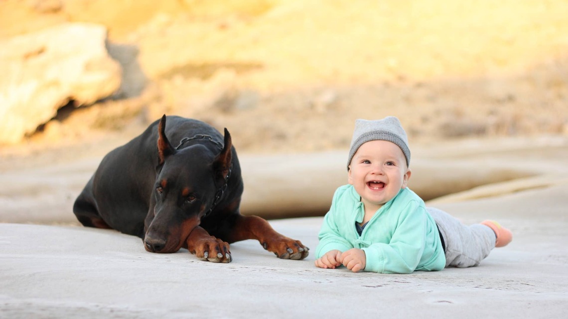 Doberman Siblings Decide New Baby Is Theirs Like a Picture-Perfect Family 