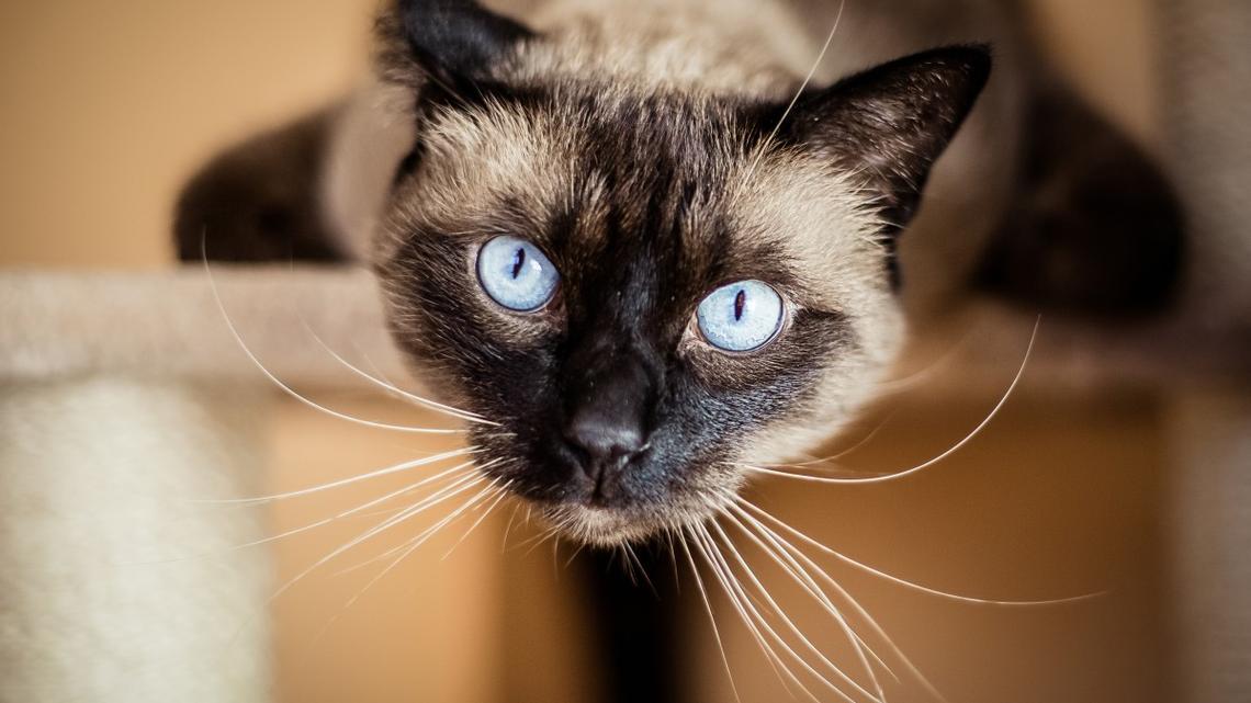 Cheeky Cat Won't Let Parents Make the Bed, and We Can't Stop Laughing 
