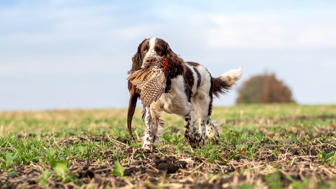 Springer Spaniel Brings Mom a 'Gift' Before She's Even Had Her Coffee 