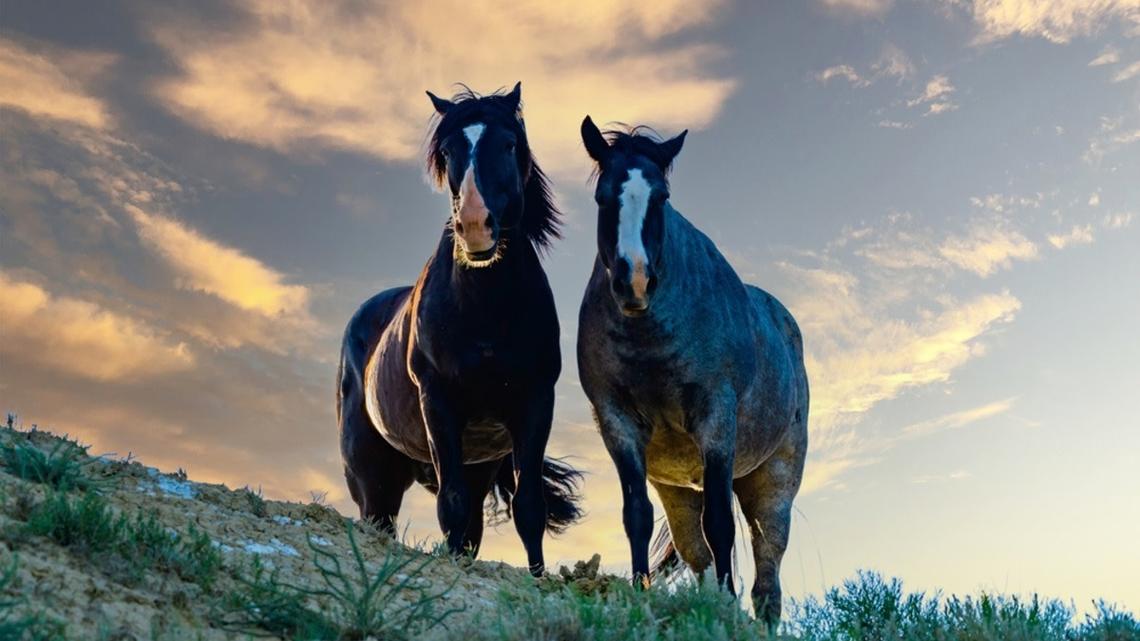 Mustang Has Sweetest Reaction When He's Reunited With His Mare After Being Separated for More Than a Year 