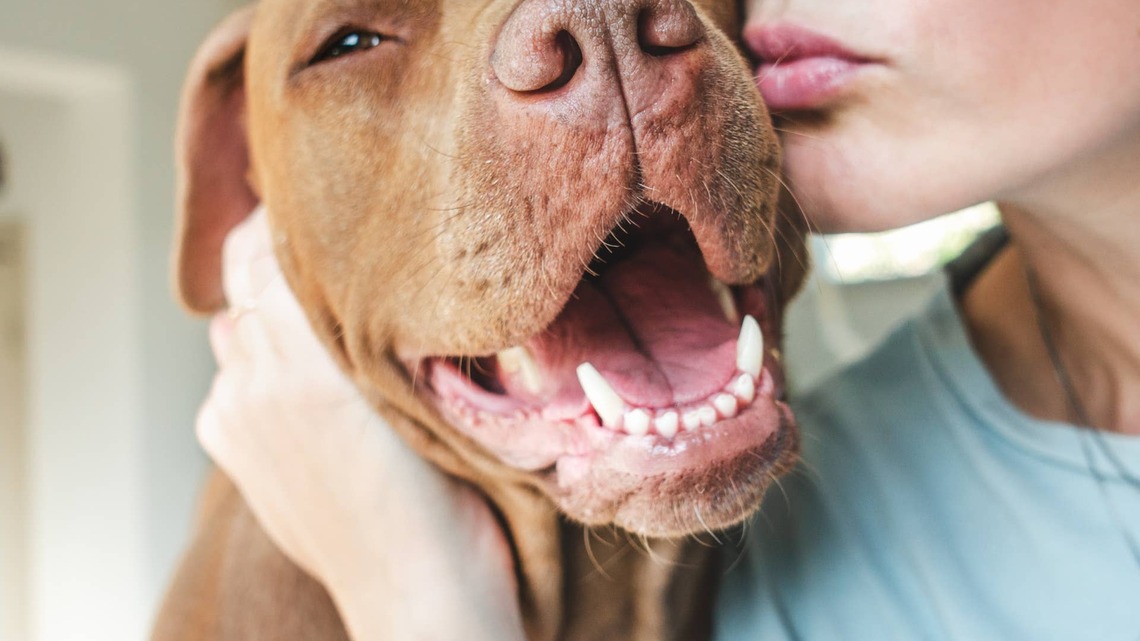 She Thought She Was Saving One Dog... Then an Unexpected Surprise Arrived 
