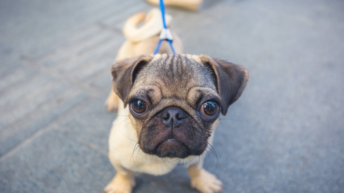 Pug Puppy Has the Cutest Strategy for Stealing Mom's Attention From Her Book 