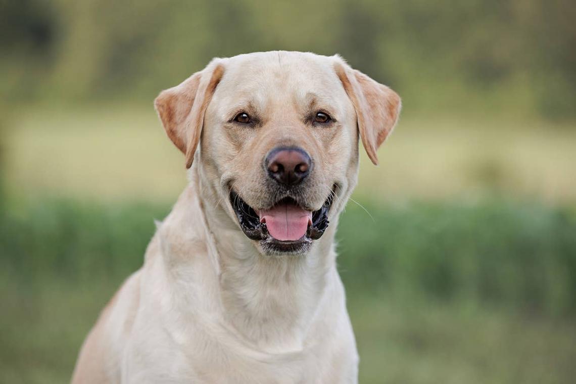  A friendly Labrador Retriever smiling. 