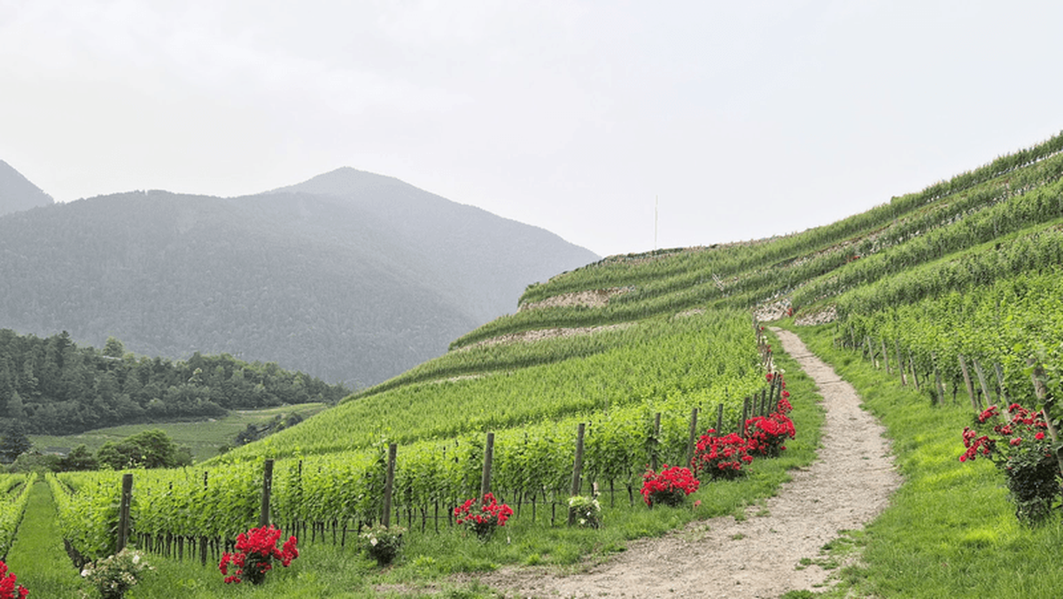  A terraced vineyard in the South Tyrol. Photo credit: Elizabeth Heath 