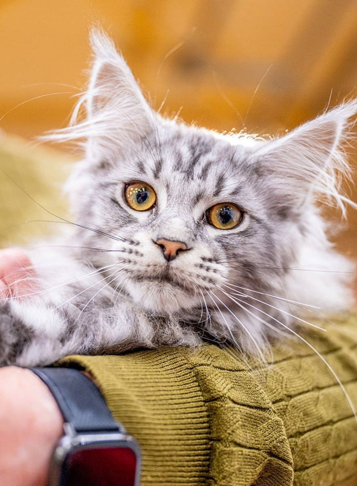  These gentle giants come with a few quirks most owners don't expect.