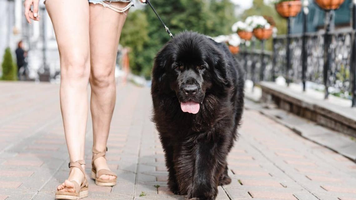 The Internet Is Obsessed With This Dog's Unexpected Strut 