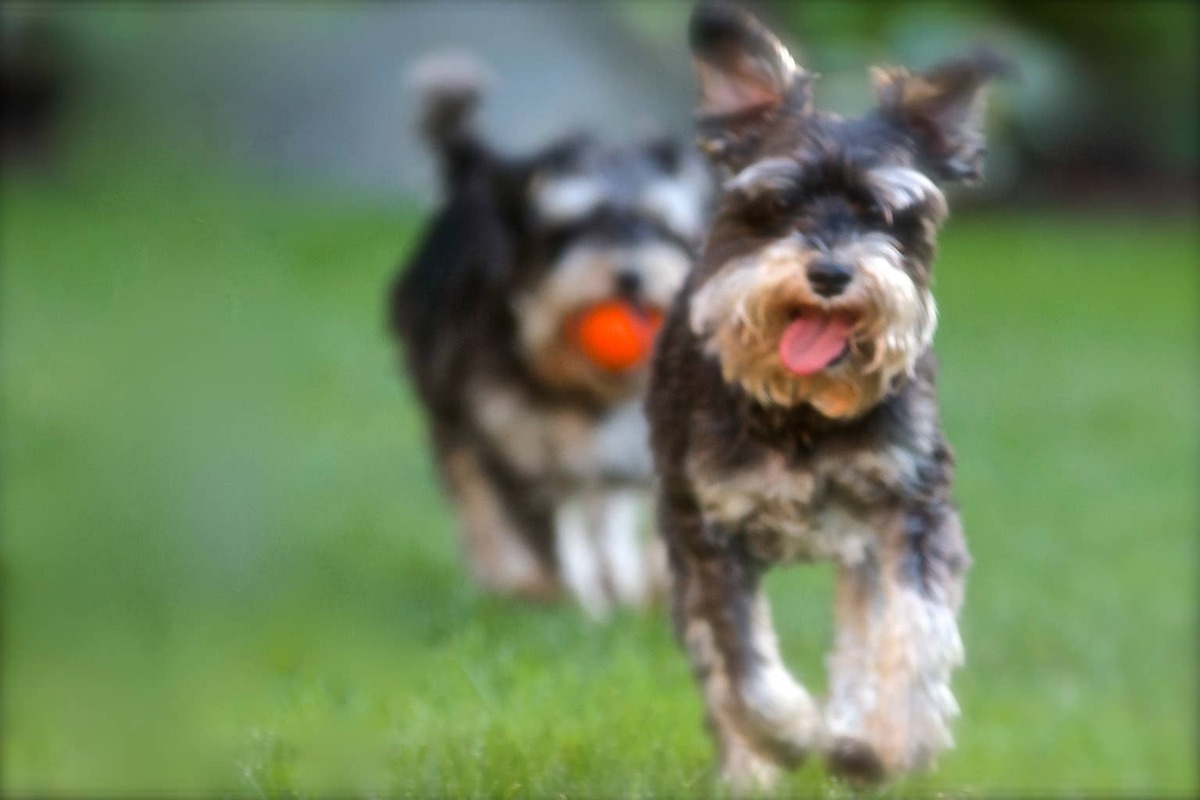  Two Teacup Schnauzers running together.