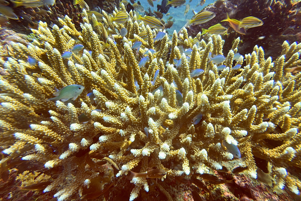 FILE PHOTO: Fish swim near recovering coral reefs after bleaching in late December 2023 due to extreme weather, in Bondalem village, Buleleng regency, Bali, Indonesia, June 20, 2024. REUTERS/Yuddy Cahya Budiman/File Photo