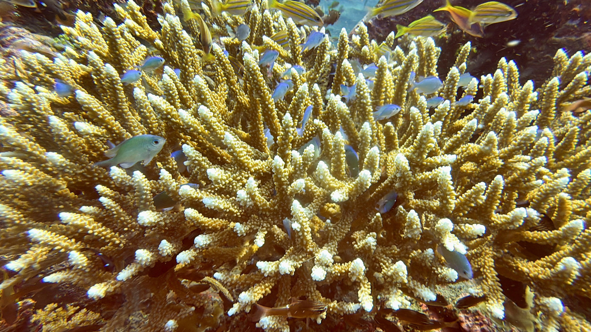 FILE PHOTO: Fish swim near recovering coral reefs after bleaching in late December 2023 due to extreme weather, in Bondalem village, Buleleng regency, Bali, Indonesia, June 20, 2024. REUTERS/Yuddy Cahya Budiman/File Photo