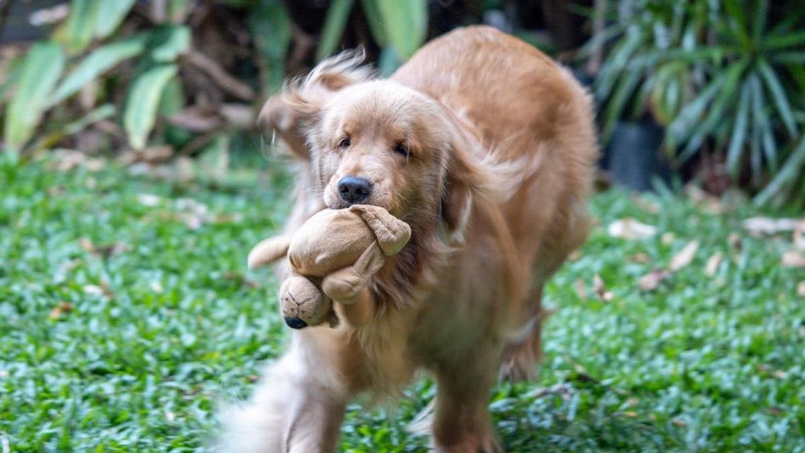 Golden Retriever's Final Moment With Favorite UPS Driver Is Bringing People To Tears 