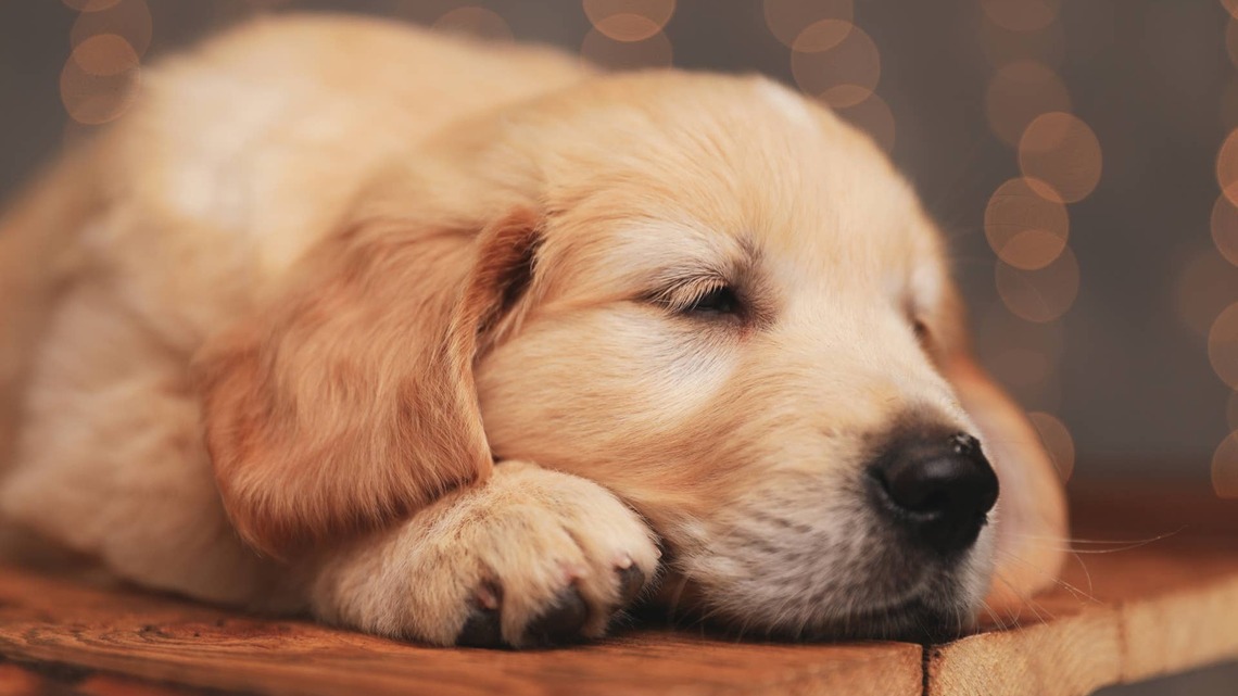 Golden Retriever Puppy Wakes Up as the Cutest 'Grumpy Potato' 