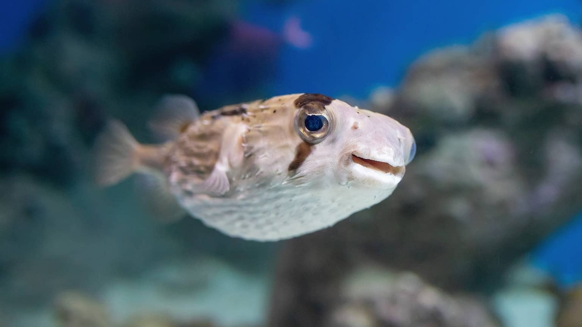 Snorkeler Spots an Adorable Pufferfish, and the Internet Is Completely Smitten 