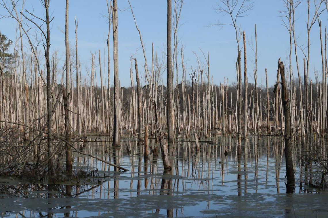  Pee Dee National Wildlife Refuge is a rattlesnake hotspot in North Carolina. 