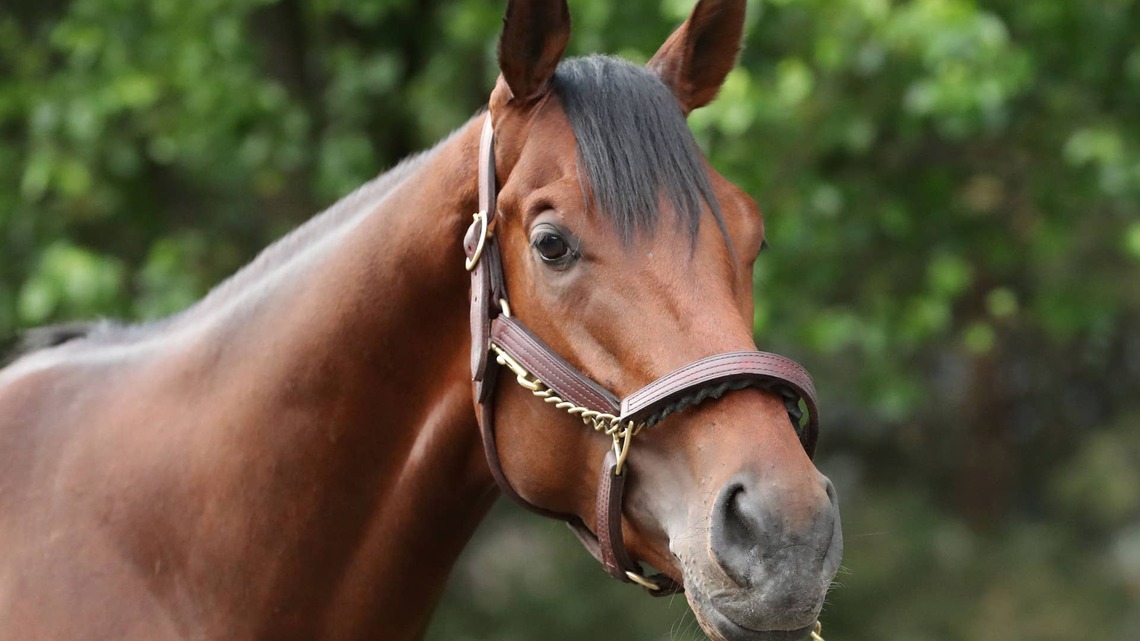 Kentucky Derby Starter So Happy Back In Training 