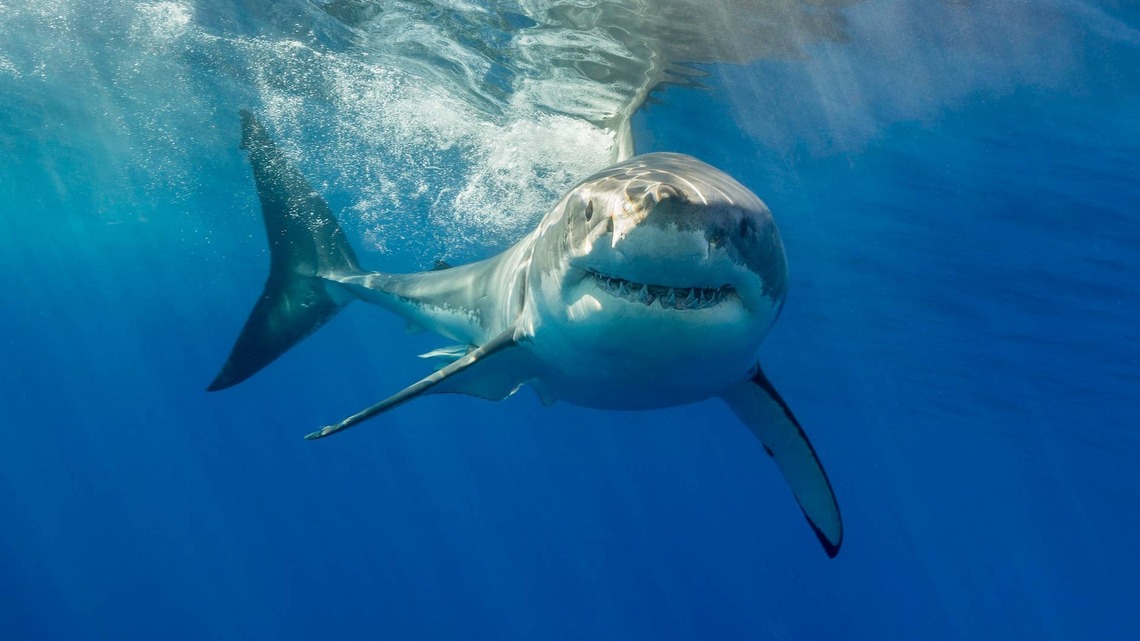 20-Foot Great White Shark Kills Swimmer in Western Australia ‘Like a Scene Off Jaws' (Video) 