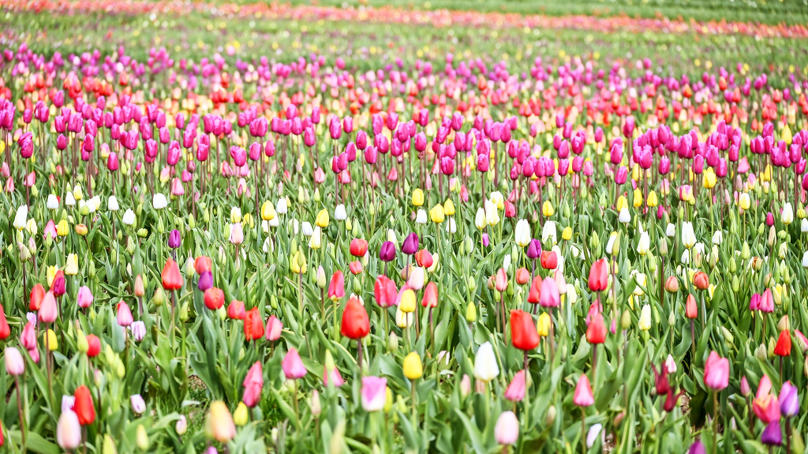 Spring in full bloom at colorful tulip garden