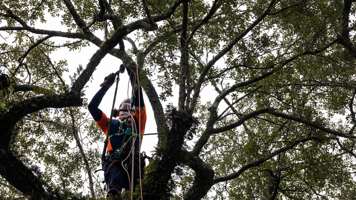 This one-of-a-kind tree is in trouble. Can it be saved? 