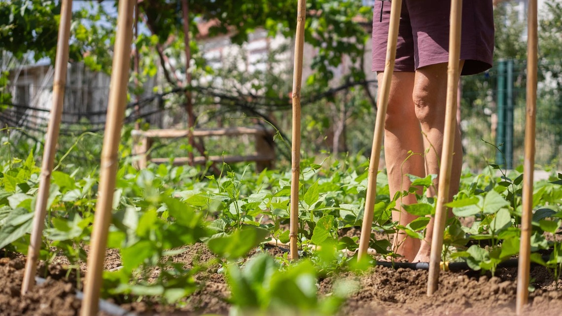 An Expert Shared Her Complete Fall Gardening Plan, and It's So Easy to Follow 
